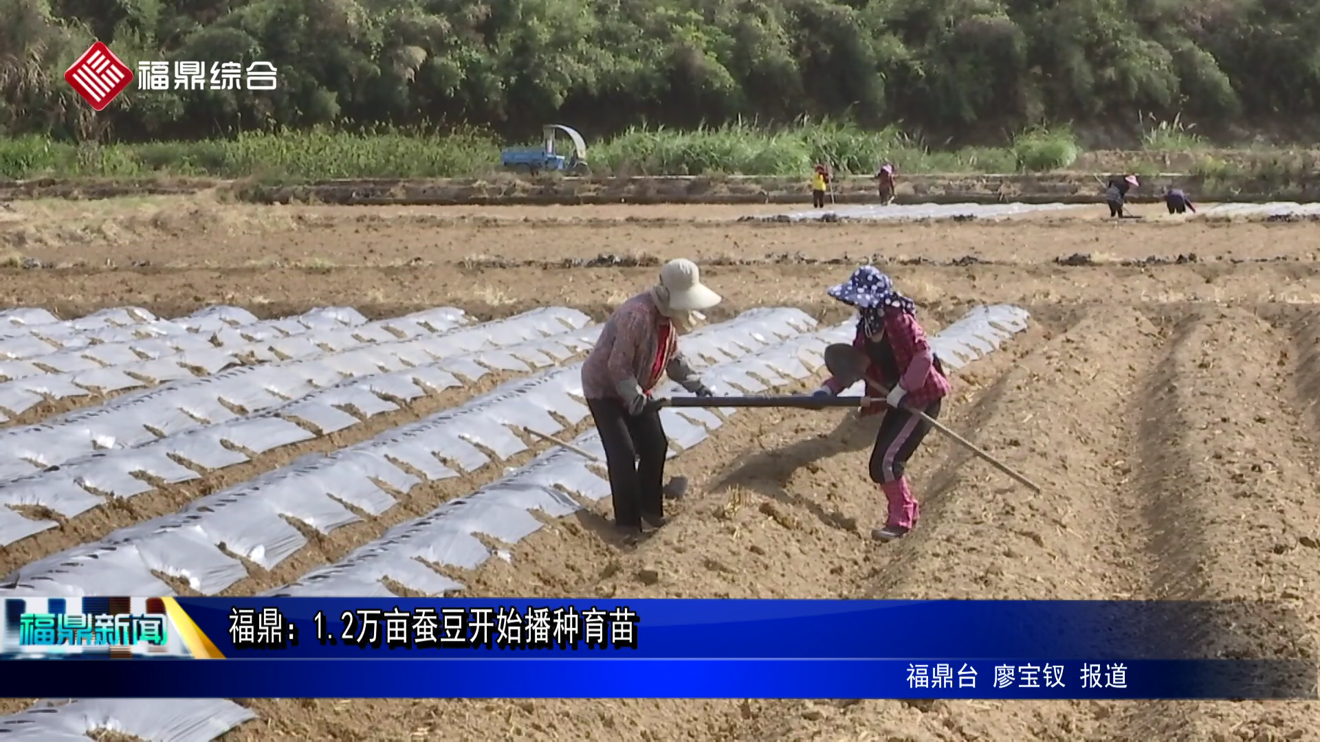 福鼎：1.2萬畝蠶豆開始播種育苗