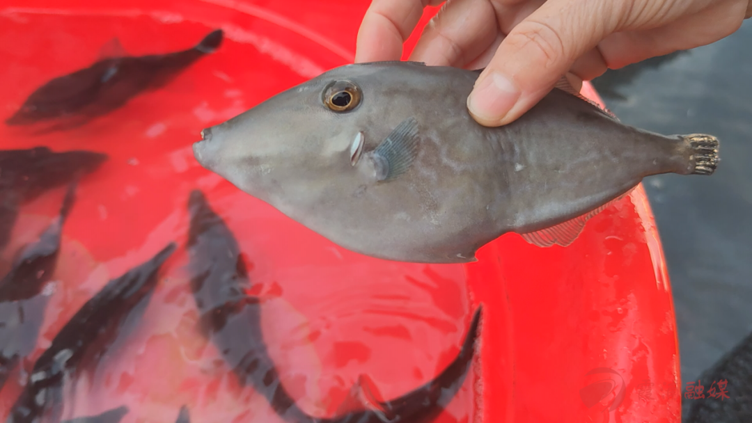 霞浦:绿鳍马面鲀养殖产业正悄然兴起 - 霞浦新闻网 - 霞浦县唯一重点新闻门户网站