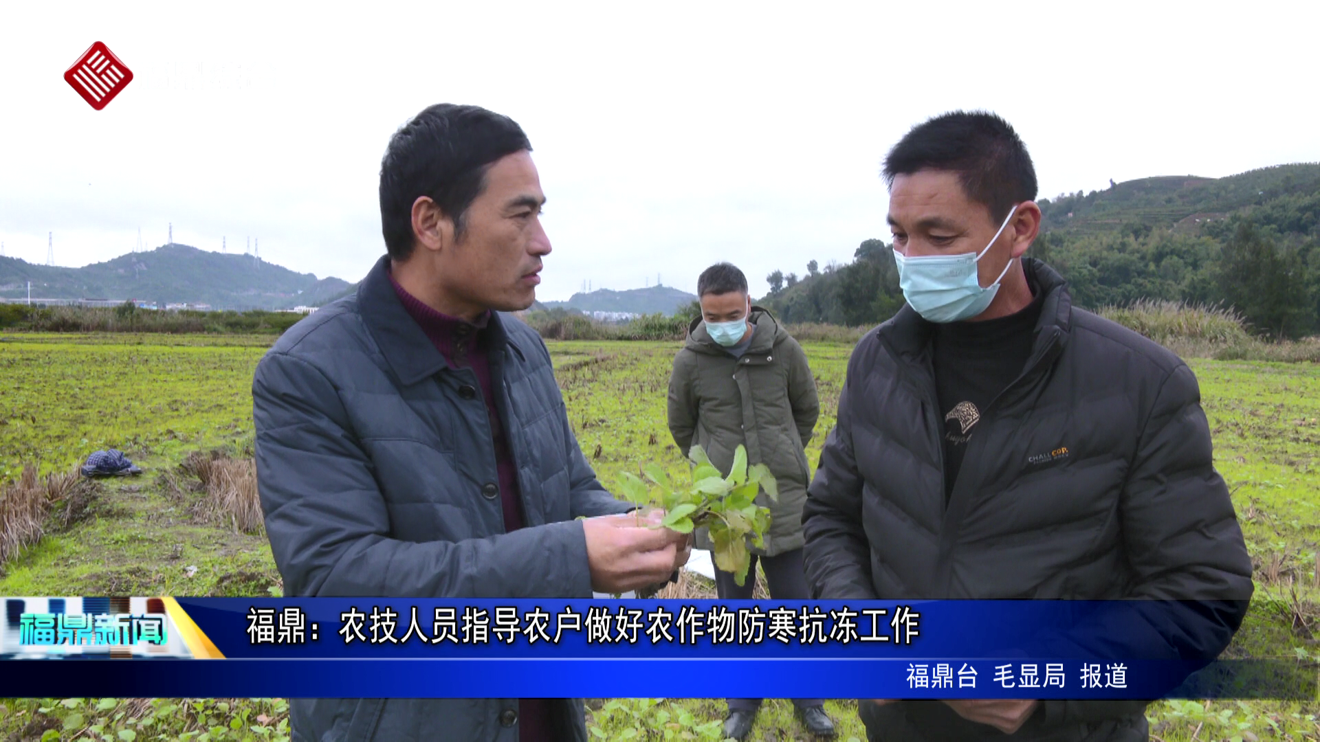 福鼎：農技人員指導農戶做好農作物防寒抗凍工作