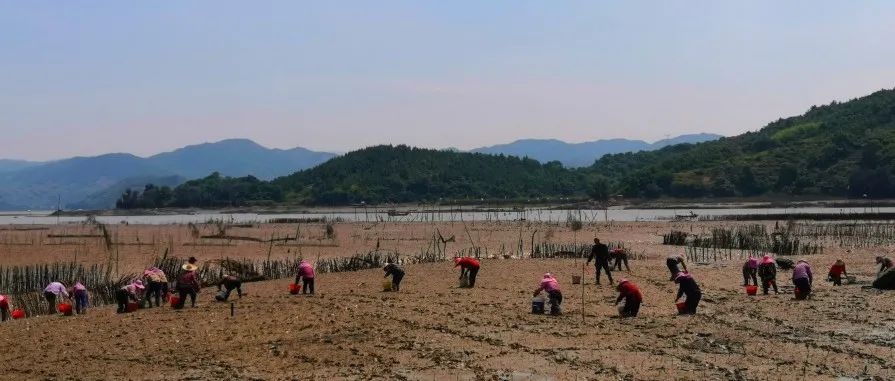 福鼎又新種紅樹林1260畝！