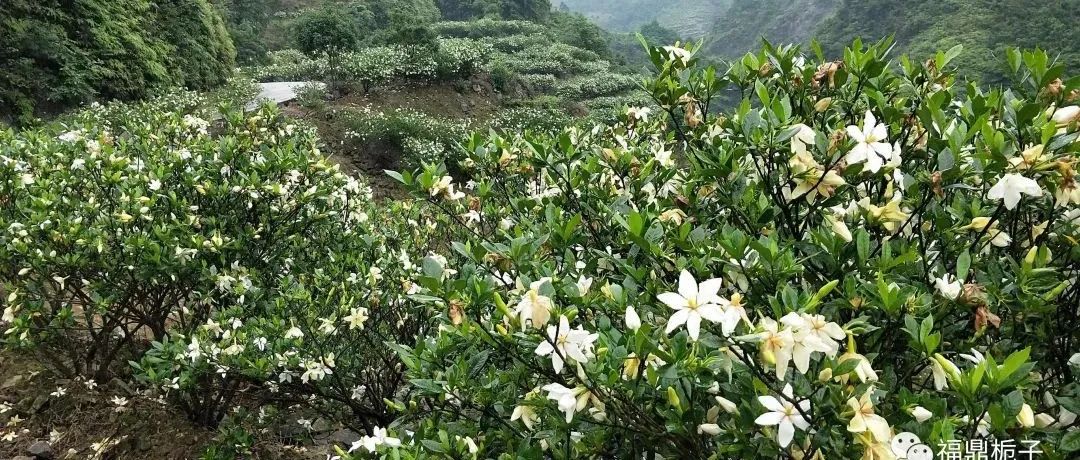 梔子花開，浸潤著最美好的時光