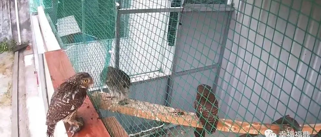这只猫头鹰喂养的孩子很“特别”！