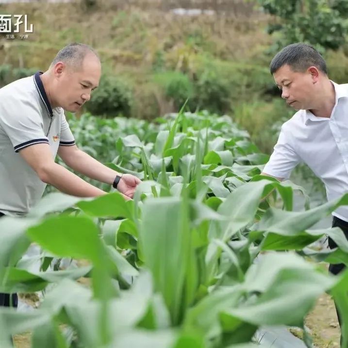 【百乡千村行·面孔】走进屏南·甘棠：国宝故里 果李飘香