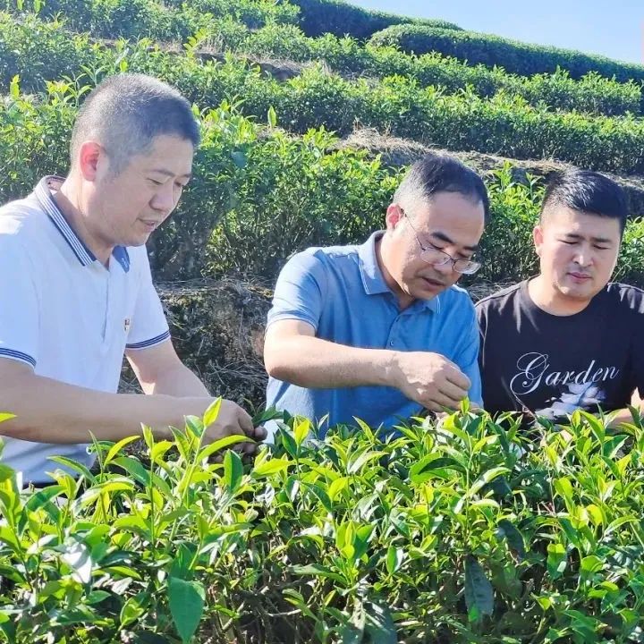 【百乡千村行·面孔】走进周宁·玛坑：茶旅之乡 祈福之地