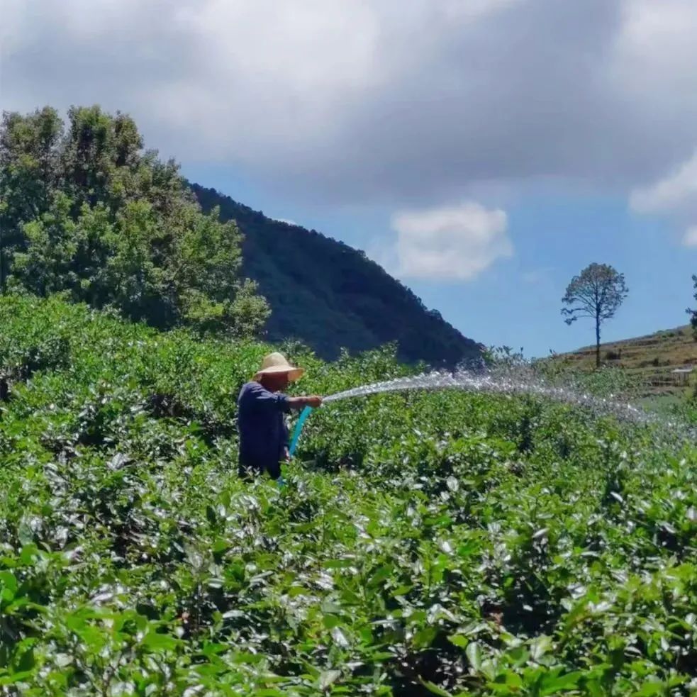 面對(duì)“烤”驗(yàn)，茶園抗旱避暑有這些“涼”策→