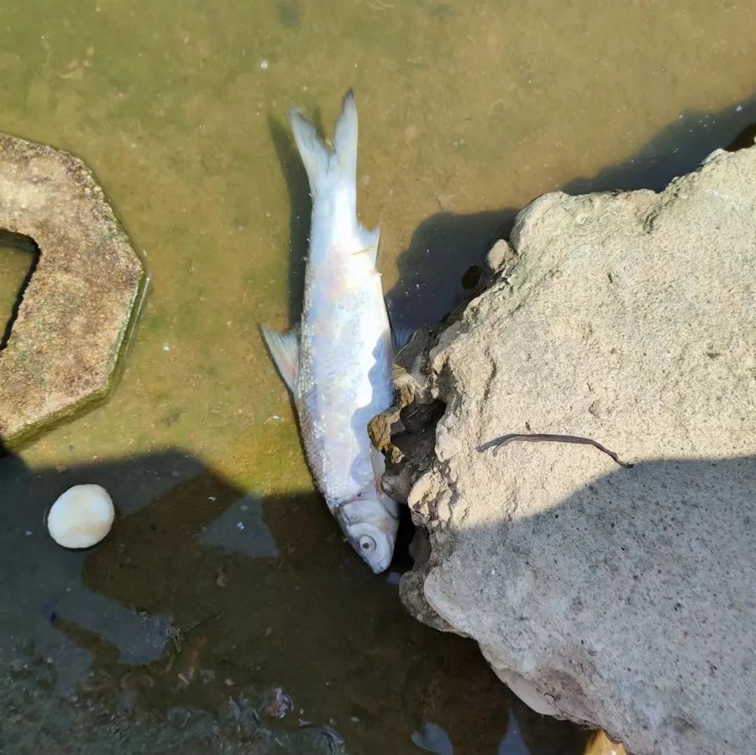 桐山溪沿岸出現死魚？放生，你需要注意這些！