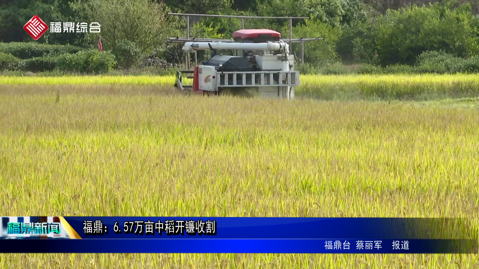 福鼎：6.57萬畝中稻開鐮收割