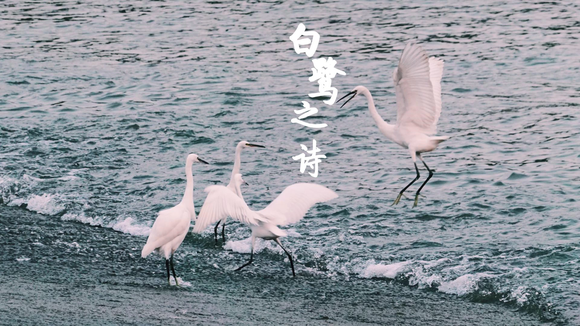 桐山溪畔断桥处，溪水潺潺，白鹭纷飞，这是冬日写给福鼎最美的散文诗。