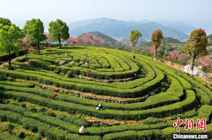 圖為“中國白茶之鄉”福鼎位于福建東北部沿海地區，山海相擁的優美生態孕育了福鼎白茶的“自然”品質?！埍?攝