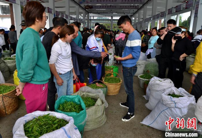 圖為4月11日，在福鼎市點頭鎮茶青交易市場，茶農們將剛采摘的春茶茶青有序擺放，進行展示售賣?！埍?攝