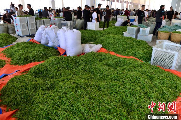 圖為4月11日，福鼎春茶已陸續開采上市，茶青交易市場進入繁忙的交易期?！埍?攝