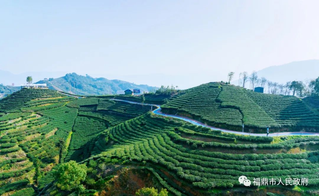 福鼎：做优茶产业，茶乡满园春